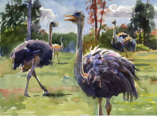 McClain Safari Ostriches