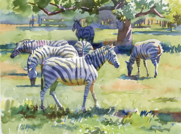 McClain Safari Zebra